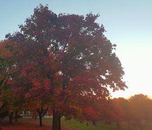 Low angle view of trees against sky