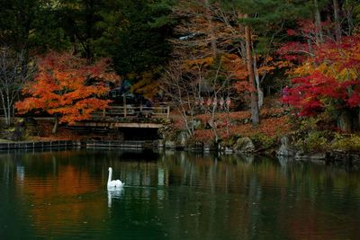 View of birds by lake