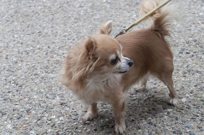 High angle view of chihuahua on footpath