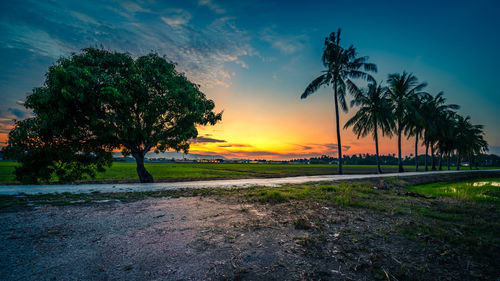 Silhouette trees on field against sky during sunset