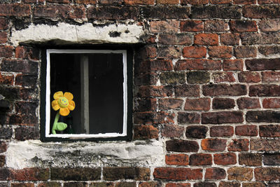 Flower growing on window of house