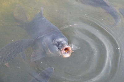 High angle view of fish in lake