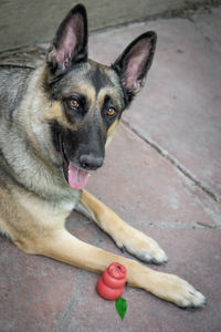 High angle portrait of dog relaxing on footpath