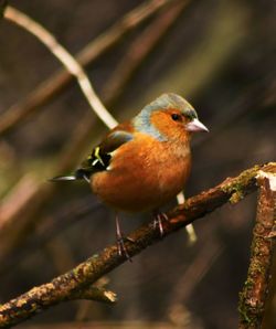 Close-up of bird perching on branch