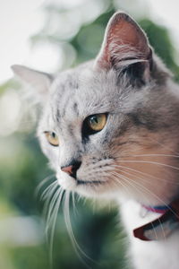 Close-up portrait of cat