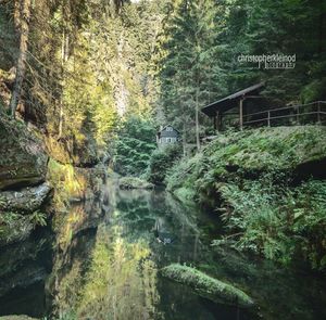 Stream amidst trees in forest