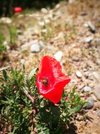 Close-up of red flower