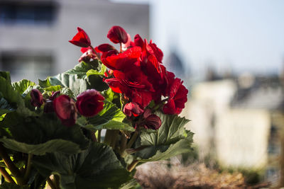 Close-up of red flowers