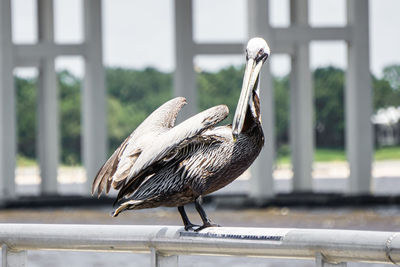 Close-up of bird perching on railing