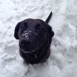 Portrait of black dog in snow