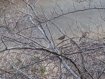 Close-up of bare tree in winter