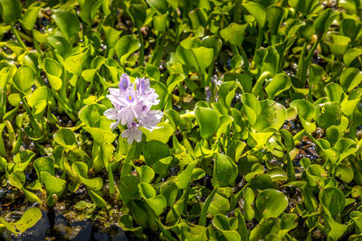 Close-up of purple flowering plants