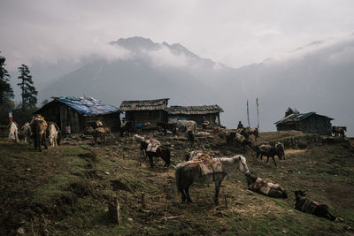 View of horses on field against mountain range