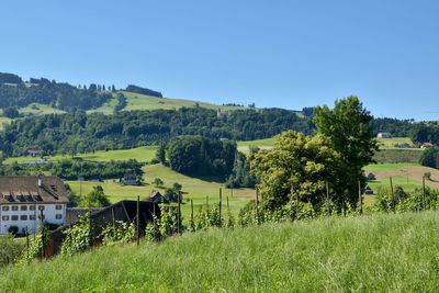 Scenic view of field against clear sky