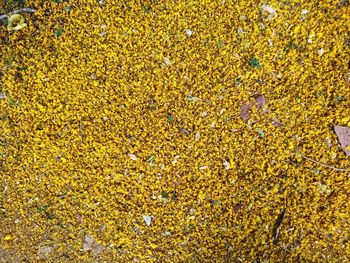 Full frame shot of yellow flowering plant on field