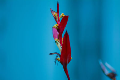 Close-up of lobster claws flower against blue sky