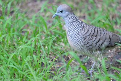 Close-up of a bird perching on grass