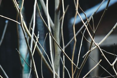 Close-up of dried plants