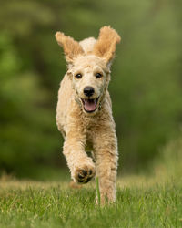 Portrait of dog running on grass