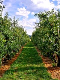 Plants growing on field against sky