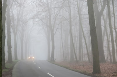 Road amidst trees in forest