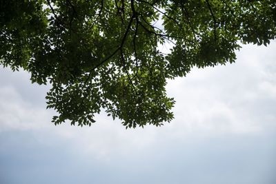 Low angle view of trees against sky