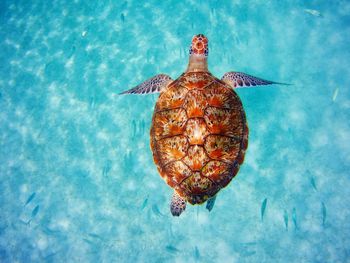 High angle view of turtle swimming in sea