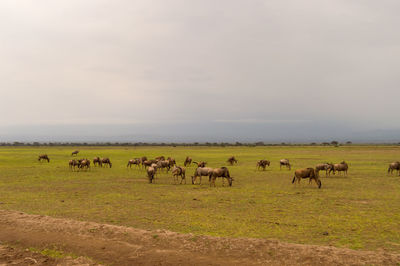 Cows grazing on field against sky