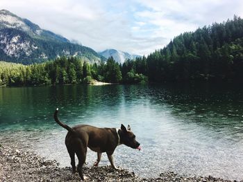 Dog standing in a lake against sky