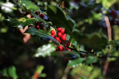 Close-up of red berries growing on tree