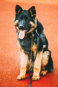 Portrait of dog looking away