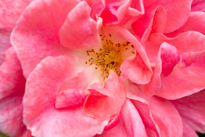 Full frame shot of pink rose flower