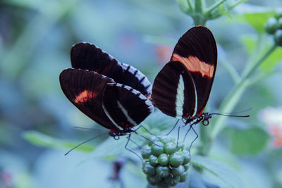 Close-up of butterfly on flower