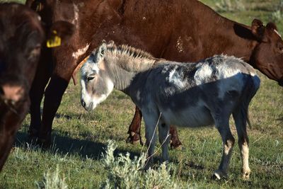 Donkey among cows