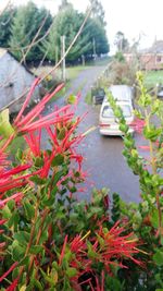 View of flowers in canal