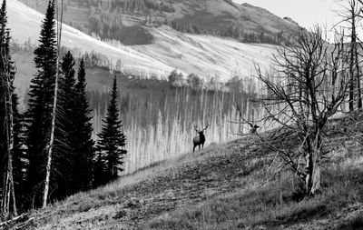 Rear view of person on snowcapped mountains during winter