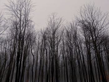 Low angle view of bare trees in forest against sky