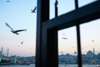 Seagull flying over buildings against clear sky