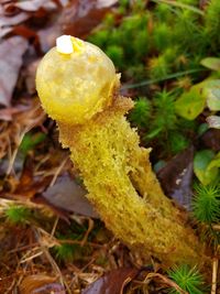 Close-up of yellow mushroom growing on field