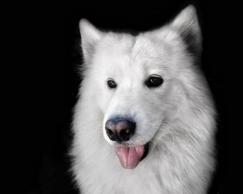 Close-up portrait of white dog