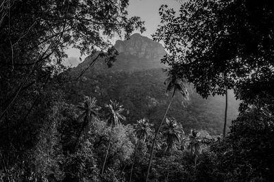 Low angle view of silhouette trees against sky