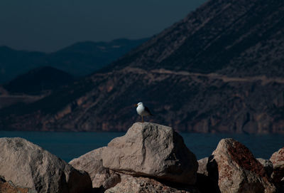 Seagull perching on rock by sea against mountains