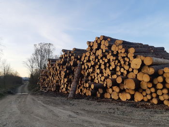 Stack of logs in forest