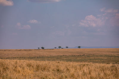 Landscape maasai mara triangle national reserve park in narok county rift valley kenya east africa