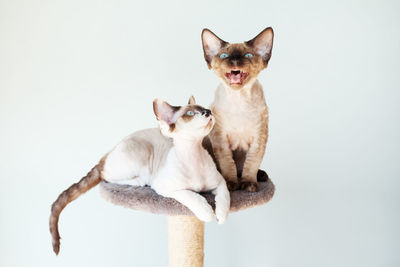 Devon rex kittens are sitting on the scratching furniture for cats. two kittens are better than one. 