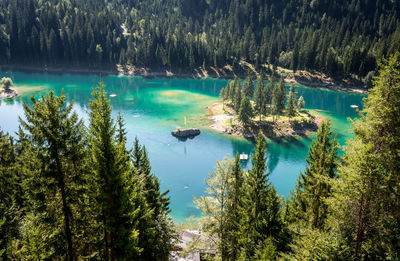 Reflection of trees on water