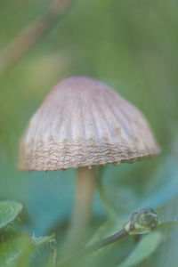 Close-up of mushroom growing outdoors