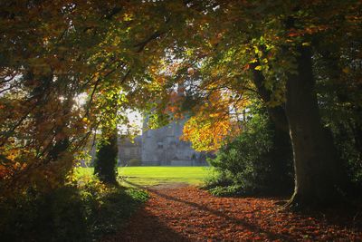 Trees on landscape during autumn