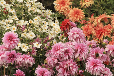 Close-up of pink flowers blooming outdoors