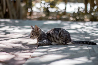 Close-up of cat